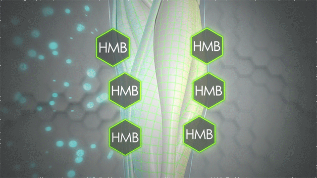 HMB is unique in its dual mechanism of simultaneously increasing muscle protein synthesis while also reducing muscle protein breakdown.