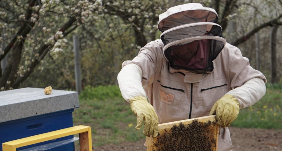 The Origin of Propolis