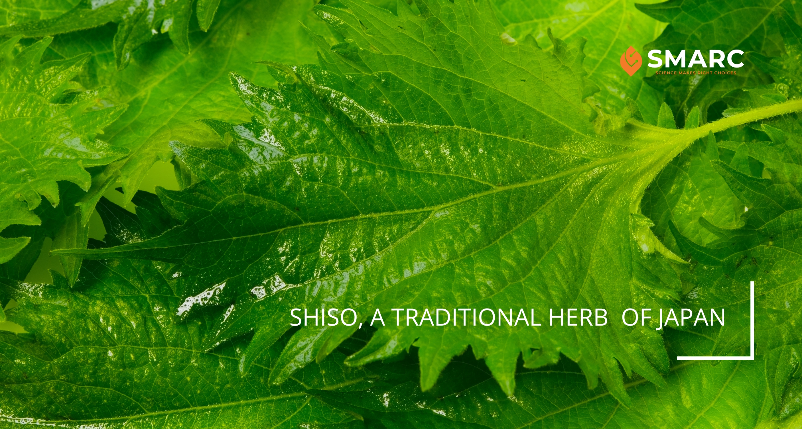 Shiso_Benegut