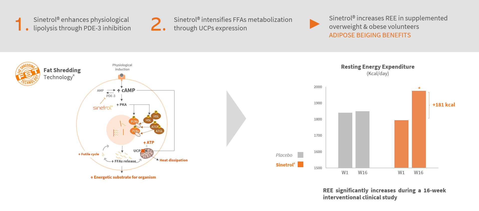 Mechanism of Sinetrol