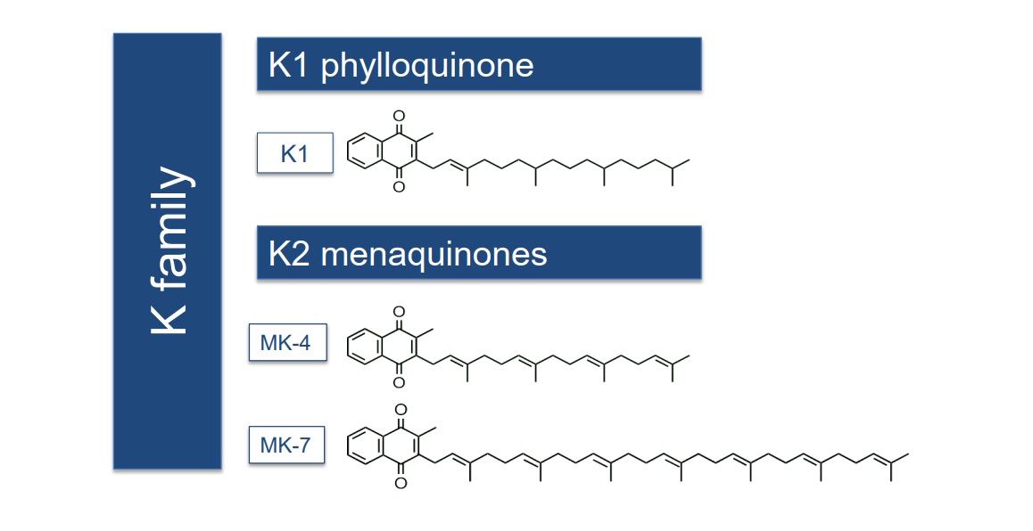 Introduction to Vitamin K2