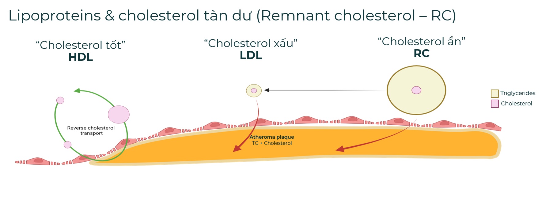 Cholesterol tàn dư